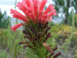 Erica vestita old flowers dark